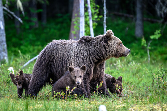 brown bear and cub in the woods