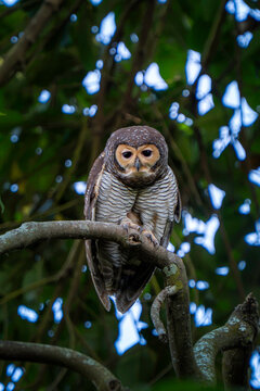 Close-up portrait of spotted wood owl with head tilted, piercing dark eyes and detailed feather pattern against dark bokeh background.