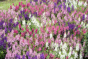 Obraz premium Beautiful Angelonia salicariifolia flowers.