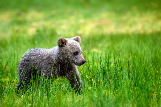 brown bear cub