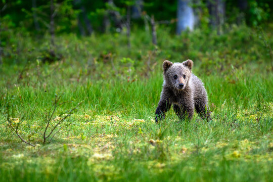 brown bear in the grass