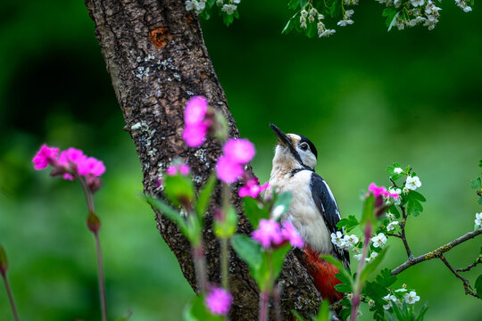 Great spotted woodpecker on a branch
