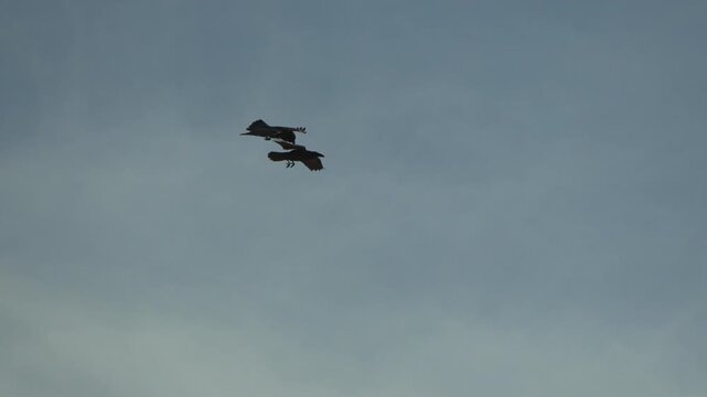 Crows flying silhouette against blue cloudy sky, two black birds soaring dramatically in nature slow motion