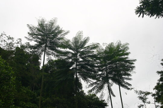 Low angle view of tall tropical tree ferns reaching towards a bright overcast sky.