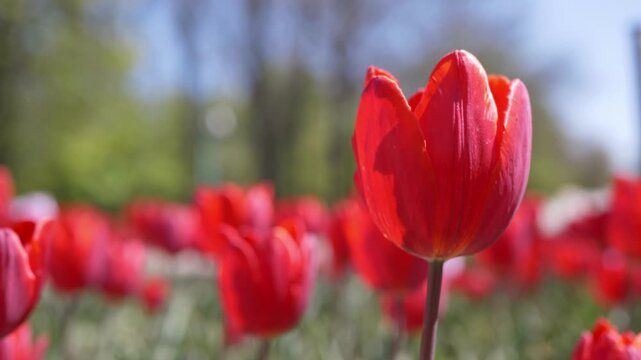 A close-up view of a vibrant red tulip blooming in a sun-drenched field with a soft bokeh background of a spring garden. Concept of spring growth, natural beauty, and seasonal renewal.