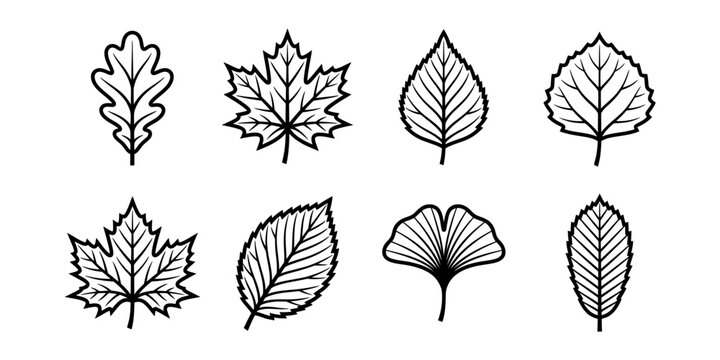 Various leaf designs drawn on white background