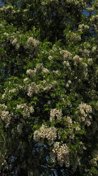 Blossoming black locust tree flowers swaying in the wind park Grebovka