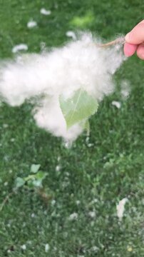 Hand holding poplar fluff and leaf over green grass in Prague