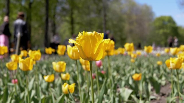 A vibrant yellow fringed tulip stands tall among a field of blooming flowers in a sunny public park. Concept of spring season, floral beauty, botanical gardening, and outdoor leisure.