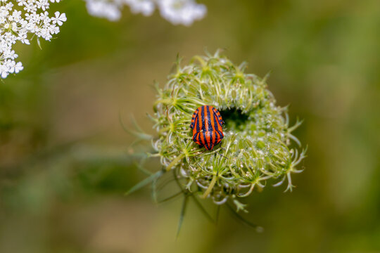 Selective focus of a small bug with bright red and black stripes on its back in the wild carrot flowers, Striped shield bug or Graphosoma italicum is a species of shield bug in the family Pentatomidae
