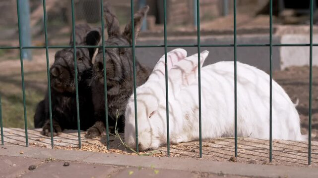 Three large rabbits, one white and two black, eat grain behind a green wire mesh fence on a sunny day. Concept of animal husbandry, farming, captivity, and pet care in a rural setting.