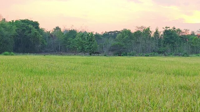 Golden rice field at sunset,  evening ,green natural landscape