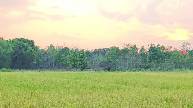 Golden rice field at sunset,  evening ,green natural landscape