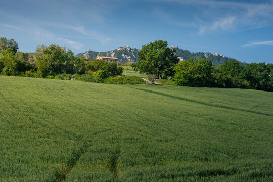 Cultivation through the seasons. Wheat field in San Marino.
