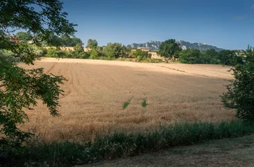 Cultivation through the seasons. Wheat field in San Marino. © forcdan