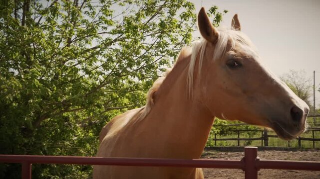 A palomino horse with a flowing white mane stands behind a fence in a sunlit rural paddock surrounded by green trees. Concept of equestrian lifestyle, animal husbandry, and farm life.