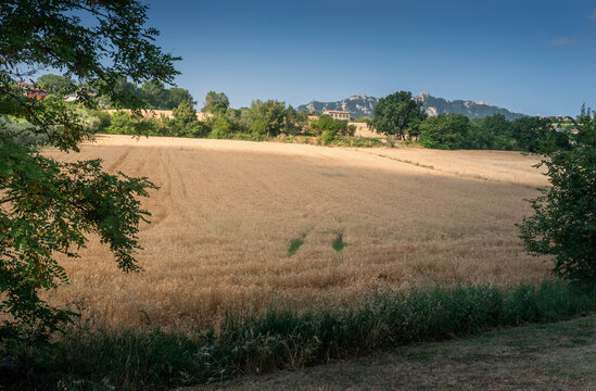 Cultivation through the seasons. Wheat field in San Marino.