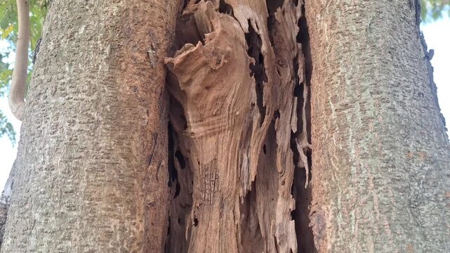 handheld video closeup details of a tree trunk damaged by termites