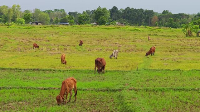 A herd of cows grazing in a grassy field at sunset, peaceful rural landscape, animal, nature, cattle.