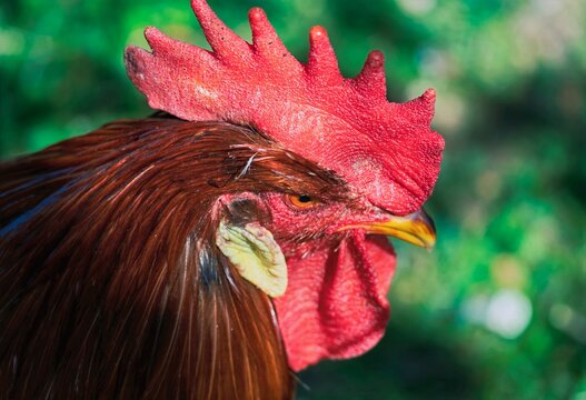 Styrian countryside, animals and trees, Hitzendorf, Styria, Austria, May 2026, rooster on the farm