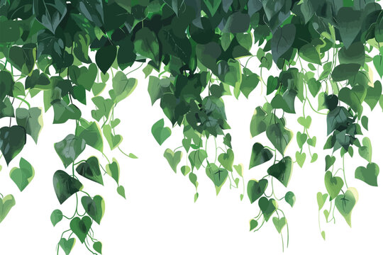 Tropical vines vegetation isolated