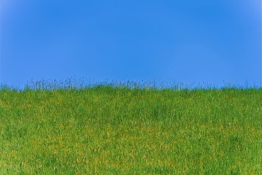 Styrian countryside, animals and trees, Hitzendorf, Styria, Austria, Europe, May 2026
, grass and sky