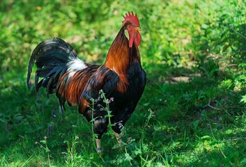 Styrian countryside, animals and trees, Hitzendorf, Styria, Austria, May 2026 , rooster on the farm © Michael Knöbl