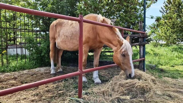 A light brown palomino horse stands behind a red metal fence eating dry hay in a sunny outdoor paddock. Concept of animal husbandry, rural farm life, and livestock nutrition in the summer.