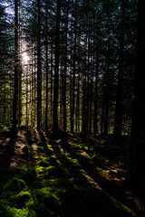 Fototapeta premium Sunlight breaking through tall pine trunks above moss covered forest floor