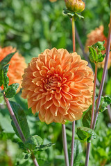 dahlia Bizon Bronze with flower buds and a green background © H.A.Colijn