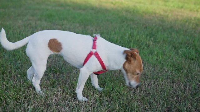 Dog Eating Unknown Food Off the Ground During Walk