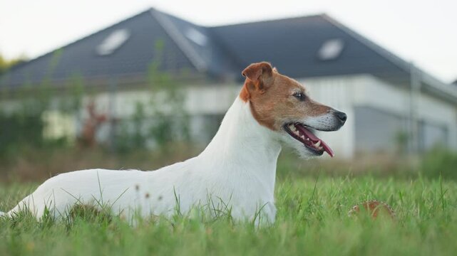 Jack Russell terrier lying on grass and panting, dog resting outdoors