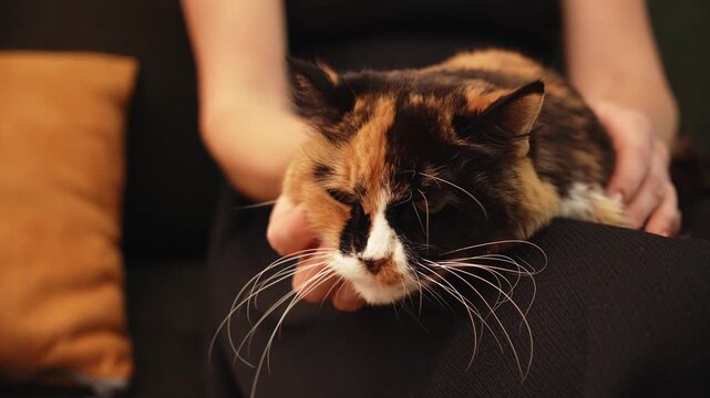 Woman gently petting a fluffy long haired calico cat resting on her lap at home. Cozy indoor lifestyle scene expressing affection, trust, companionship, and responsible pet care