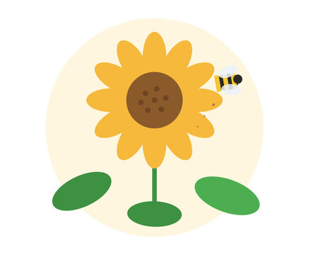 Flat vector illustration of sunflower with bee and green leaves