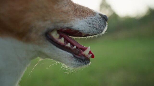 Jack Russell terrier dog panting in hot weather