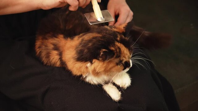 Woman grooming a long haired calico cat using a slicker brush at home. Everyday pet care scene highlighting coat maintenance, hygiene, and responsible ownership