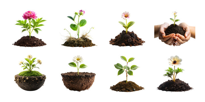 Collection of various small plants and flowers growing in soil mounds isolated on transparent background