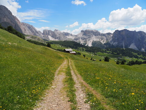 Picturesque hiking trail crossing green blooming alpine meadows and leading toward the valley of Seceda with mountain views on a sunny summer day. Fresh and vibrant landscape of Dolomites, Italy.