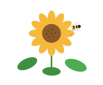 Flat vector illustration of sunflower with bee and green leaves