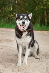 Siberian husky dog, walking through a park on a sunny day © alexbush