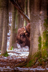 European bison peeking between forest trees © Andreea