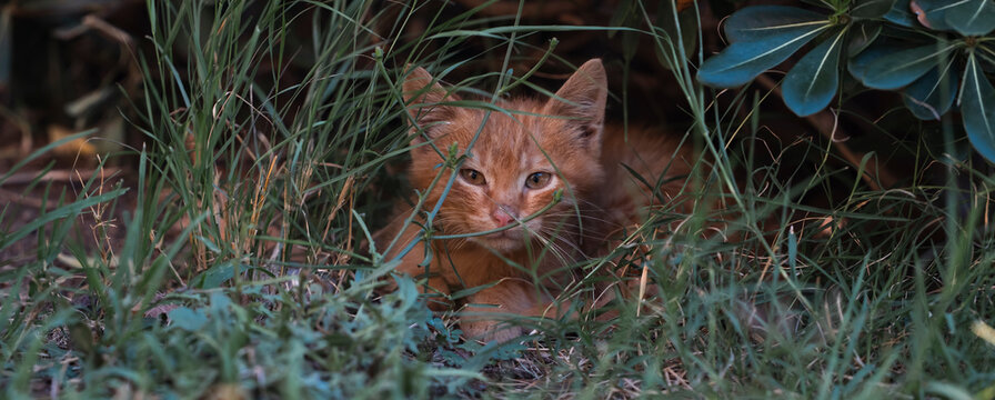 Homeless Orange Kitten Peeking Through Grass Animal Welfare Concept