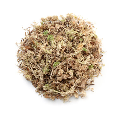 Top view of dry sphagnum moss