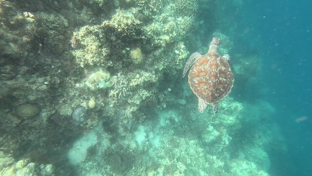 Sea Turtle Gliding Over Coral Reef in Crystal-Clear Waters