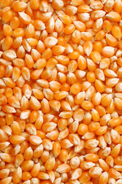 Dried yellow organic corn  kernels