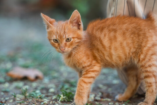 Homeless Orange Kitten Walking Through Urban Garden Donation Concept