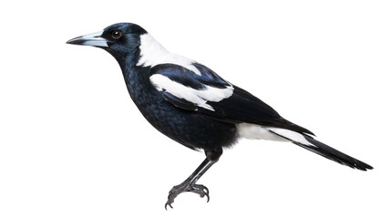 Fototapeta premium Australian magpie bird isolated on white background, black and white plumage of gymnorhina tibicen, wild songbird profile for nature design