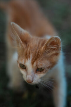 Orange White Stray Kitten Looking Down Animal Care Donation Concept