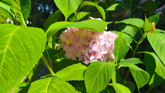 Soft pink hydrangea blossom surrounded by vibrant green leaves in bright summer sunlight. Natural garden floral background with fresh foliage, seasonal beauty and botanical charm