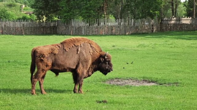 A large brown bison stands on a green grassy field. Zoo life. The animal is molting. The molting season. Wild animal, nature reserve, summer day. . High quality 4k footage.